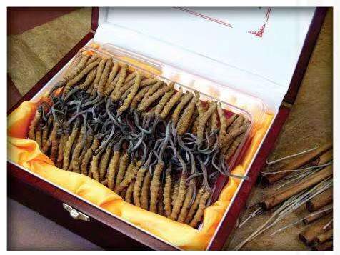 孝义冬虫夏草回收